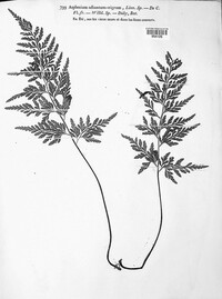 Asplenium adiantum-nigrum image